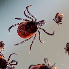 За неделю клещи покусали почти 1000 жителей Красноярского края
