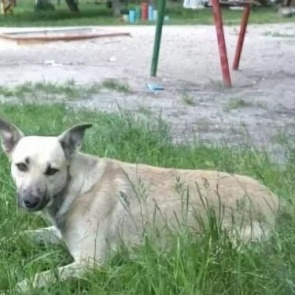 Законодательное собрание Красноярского края разделяет обеспокоенность ачинских депутатов проблемой безнадзорных животных