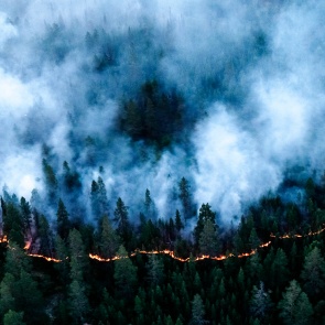 В Красноярском крае резко увеличилась площадь лесных пожаров. В трех районах ввели режим ЧС в лесах