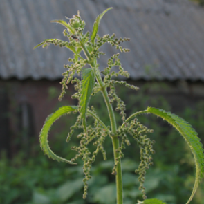 Названа польза крапивы