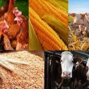 СОЦИАЛЬНЫЕ МЕРЫ ПОДДЕРЖКИ: многодетные семьи Ачинска могут получить до 70 тысяч рублей на развитие личного подсобного хозяйства