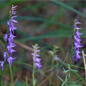 На юге Красноярского края зацвела краснокнижная скромная лесная орхидея