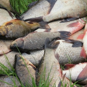 В Ужурском районе поймали рыбаков-браконьеров