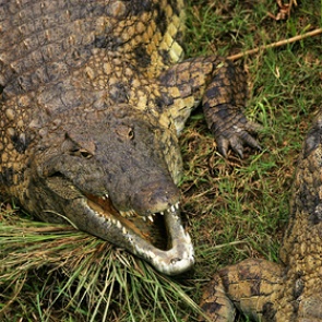 Пропавшего подростка нашли в желудке крокодила