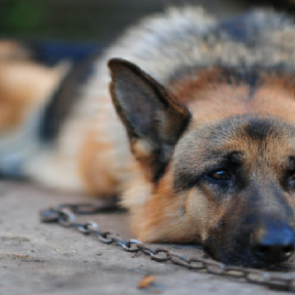 В Большеулуйском районе хозяин измывался над своей собакой так, что она умерла