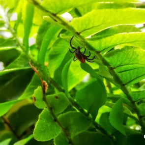 Клещи отступают из Красноярска: на «Столбах» и в дачных массивах их уже нет