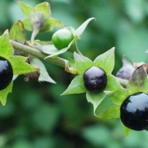 Жителей Красноярского края предупредили о ядовитых ягодах