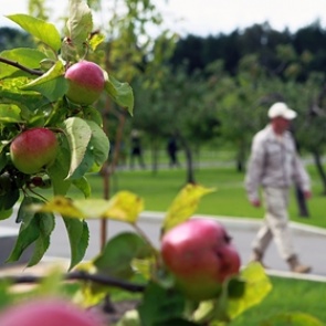 Назван помогающий избежать кислородного голодания продукт
