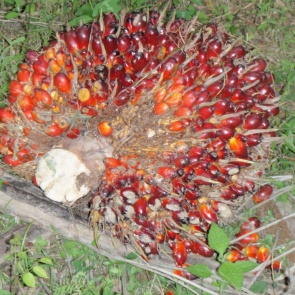 Пальмовое масло. Польза и вред