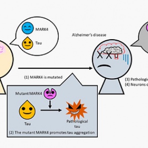 Раскрыта причина развития смертельной и неизлечимой болезни
