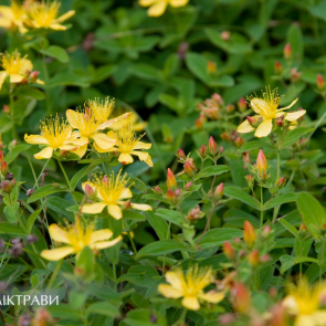 Зверобой от депрессии — проверенное натуральное средство