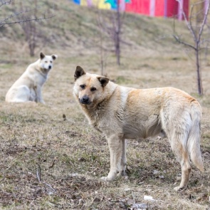 Половина укусов с бешенством приходится на домашних животных