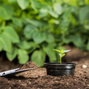 7 вопросов и ответов о здоровой рассаде