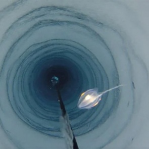 Подо льдом Антарктиды нашли загадочные живые организмы