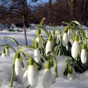 Работы в саду в марте