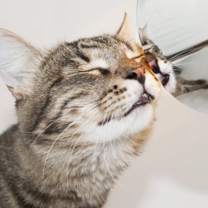 Для кошек разработали вакцину от COVID-19: как это повлияет на людей