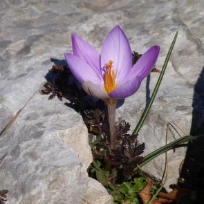 Сад: 5 шагов для подготовки к дачному сезону