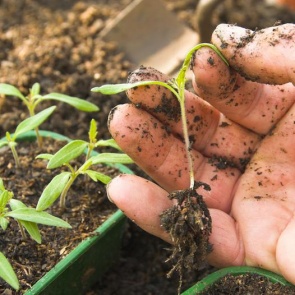 Осталось всего несколько дней, чтобы посадить рассаду