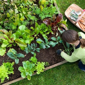 Самые неприхотливые овощи и травы для начинающего огородника