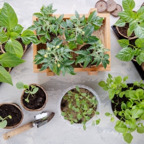 В какой срок нужно сеять рассаду овощей