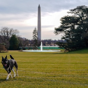 Собака Байдена снова покусала человека