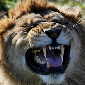 Зоопарк уличили в демонстрации собаки вместо льва