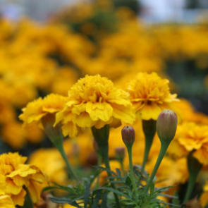 30 тысяч цветов и более тысячи новых деревьев появятся в Ачинске в этом году