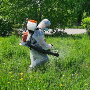 В Ачинске идёт акарицидная обработка территорий