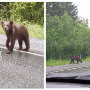 Неподалеку от Ачинска видели медведей