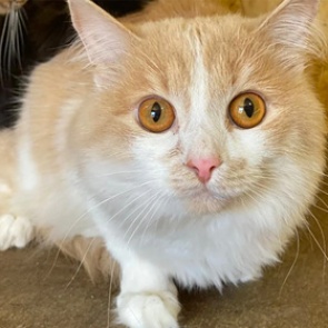 Россиянка забыла купить своему коту билет на самолет и бросила его в аэропорту