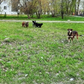 Александр Токарев: «Ситуация с отловом безнадзорных животных в Ачинске должна в корне измениться»