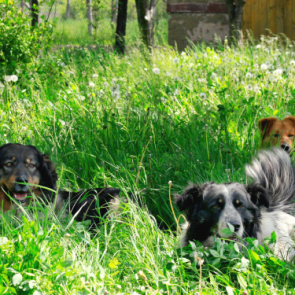 Куда могут обращаться ачинцы по вопросу отлова бродячих животных