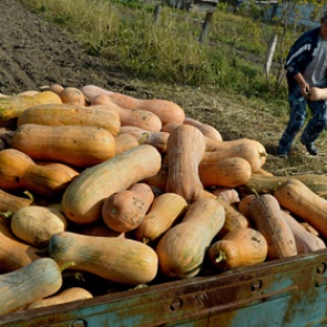 Финансист предупредил россиян о налоге при продаже овощей с огорода
