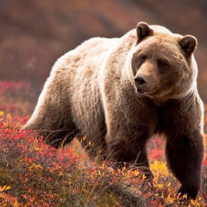В Сочи медведь напал на туристов и разодрал четыре палатки