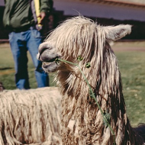 Найдено эффективное средство против коронавируса