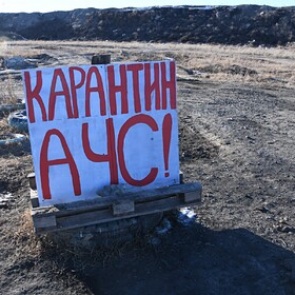 В России предупредили об угрозе распространения африканской чумы свиней