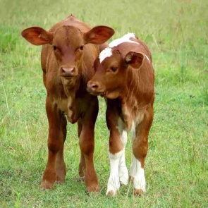 В Хакасии родился двухголовый теленок