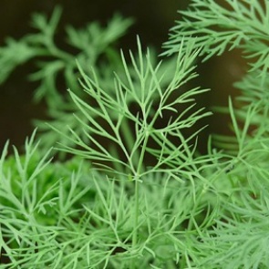 Диетолог назвал продукт для очищения организма от шлаков