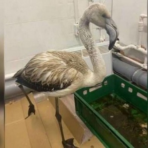 Найденный в Якутии розовый фламинго Гриша переедет в красноярский зоопарк