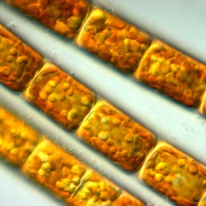 В красных водорослях нашли уничтожающее ВИЧ вещество