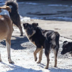 Глава Ачинска Александр Токарев поручил ЦОЖ держать на контроле проблему с бездомными животными
