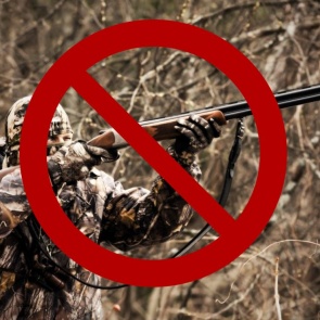 Новосибирских полицейских поймали на незаконной охоте на косуль