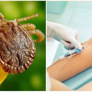 Клещевой вирусный энцефалит и меры его профилактики