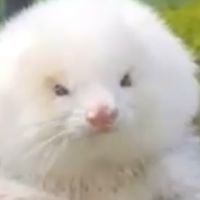 Жителю Аргентины вместо пуделей продали хорьков на стероидах