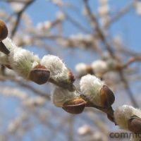 Верующие отмечают Вербное воскресенье