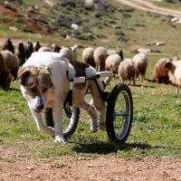 Движение без конечности