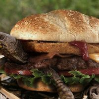 Китаец попытался пронести на борт самолета спрятанную в бургере черепаху